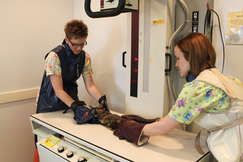 Technician Examining cat