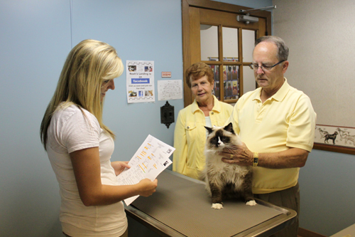 Vet examining cat