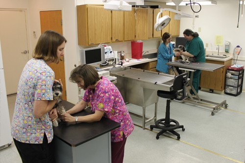 Vet examining dog