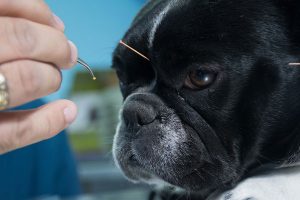 Veterinarian performing acupuncture on pets