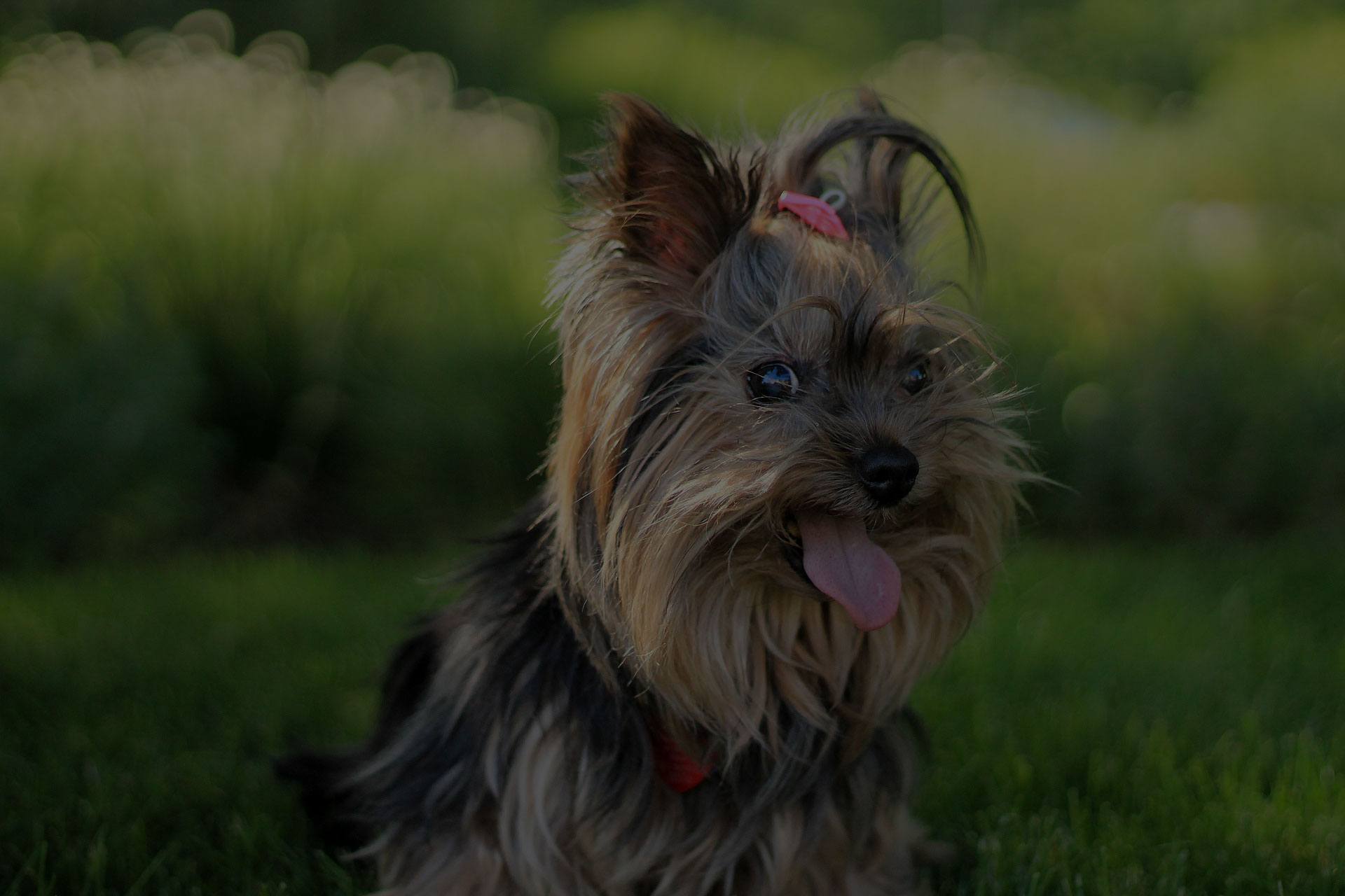 Yorkshire Terrier in the garden