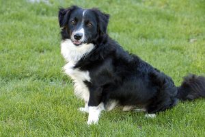 Dog portrait on the grass