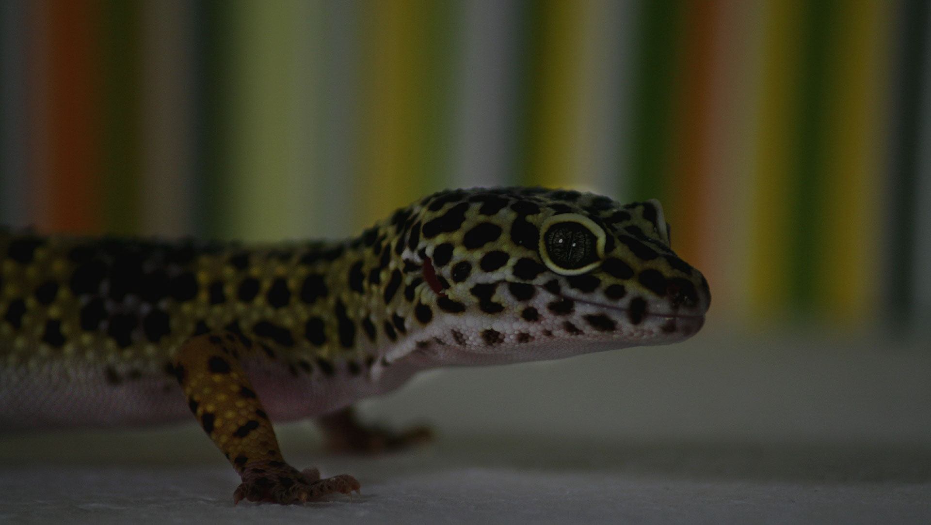 Gecko Leopard indoor