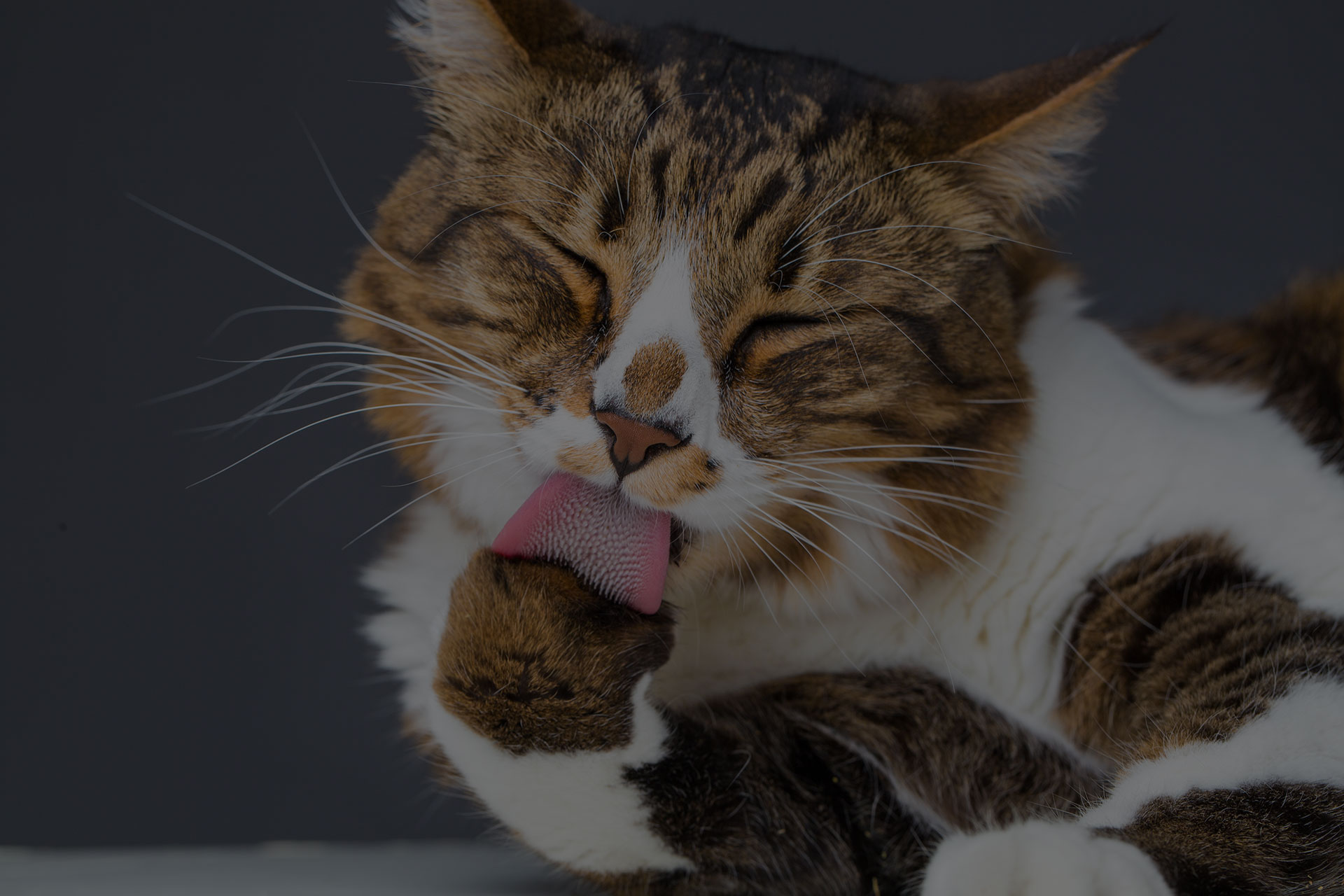 Cute golden white kitten licking wool
