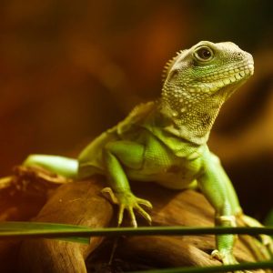 lizard reptile green