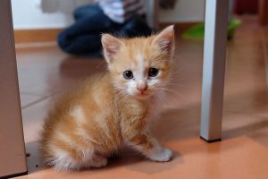 Golden kitten under the table