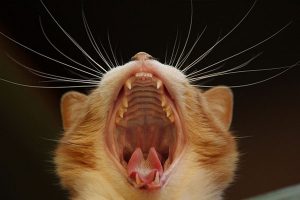 Cat yawning close up
