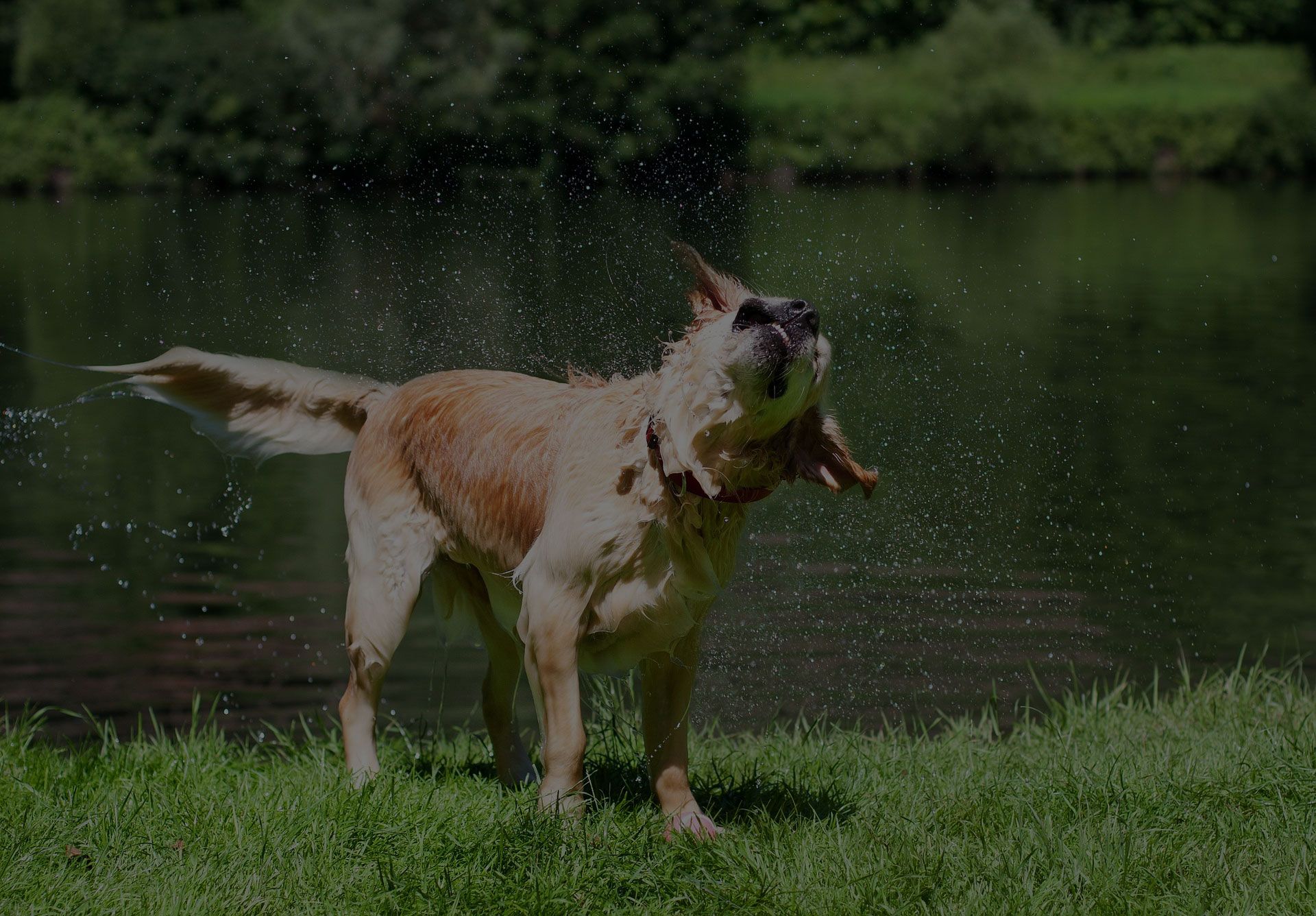 Golden Retriever Wet shake