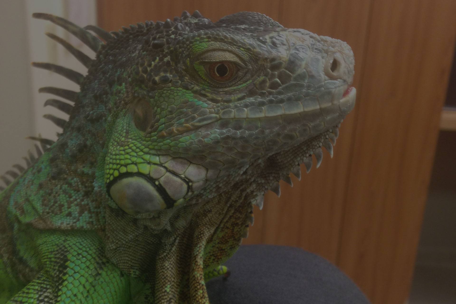 Green iguana close up