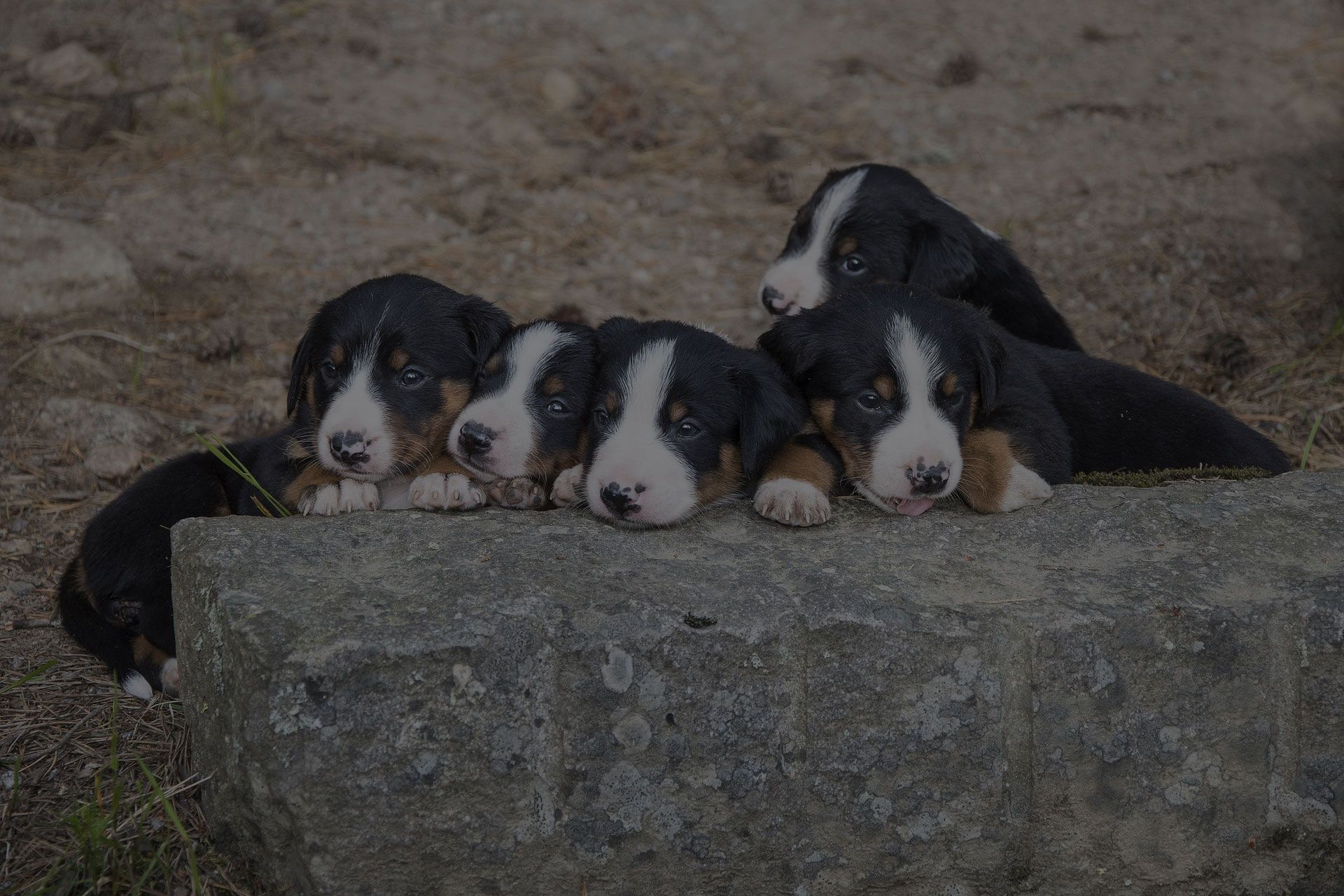 Group of puupies together