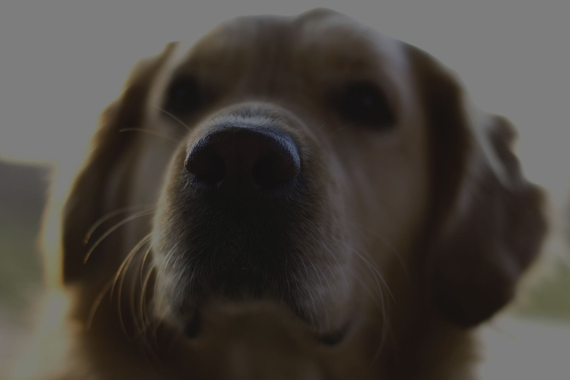 Golden Retriever Nose close up