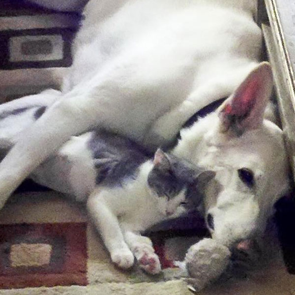 Dog and cat together on carpet