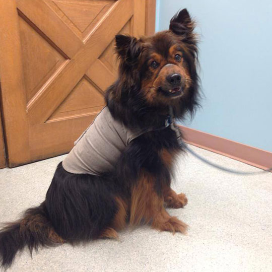 Yorkshire Terrier inside on the leash