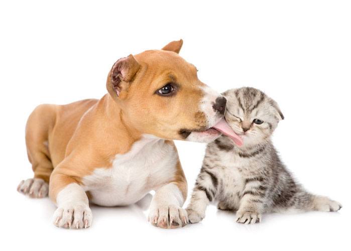 stafford puppy licks a scottish kitten