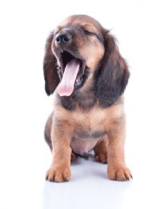 Little dachshund puppy on a white background