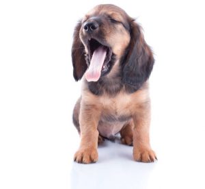 Little dachshund puppy on a white background