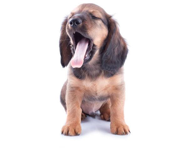 Little dachshund puppy on a white background