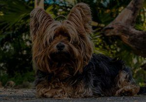 Yorkshire Terrier sitting outdoor