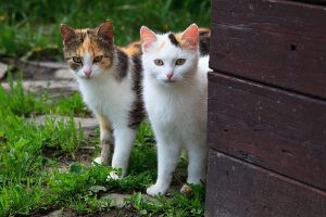 2 Cats looking at camera