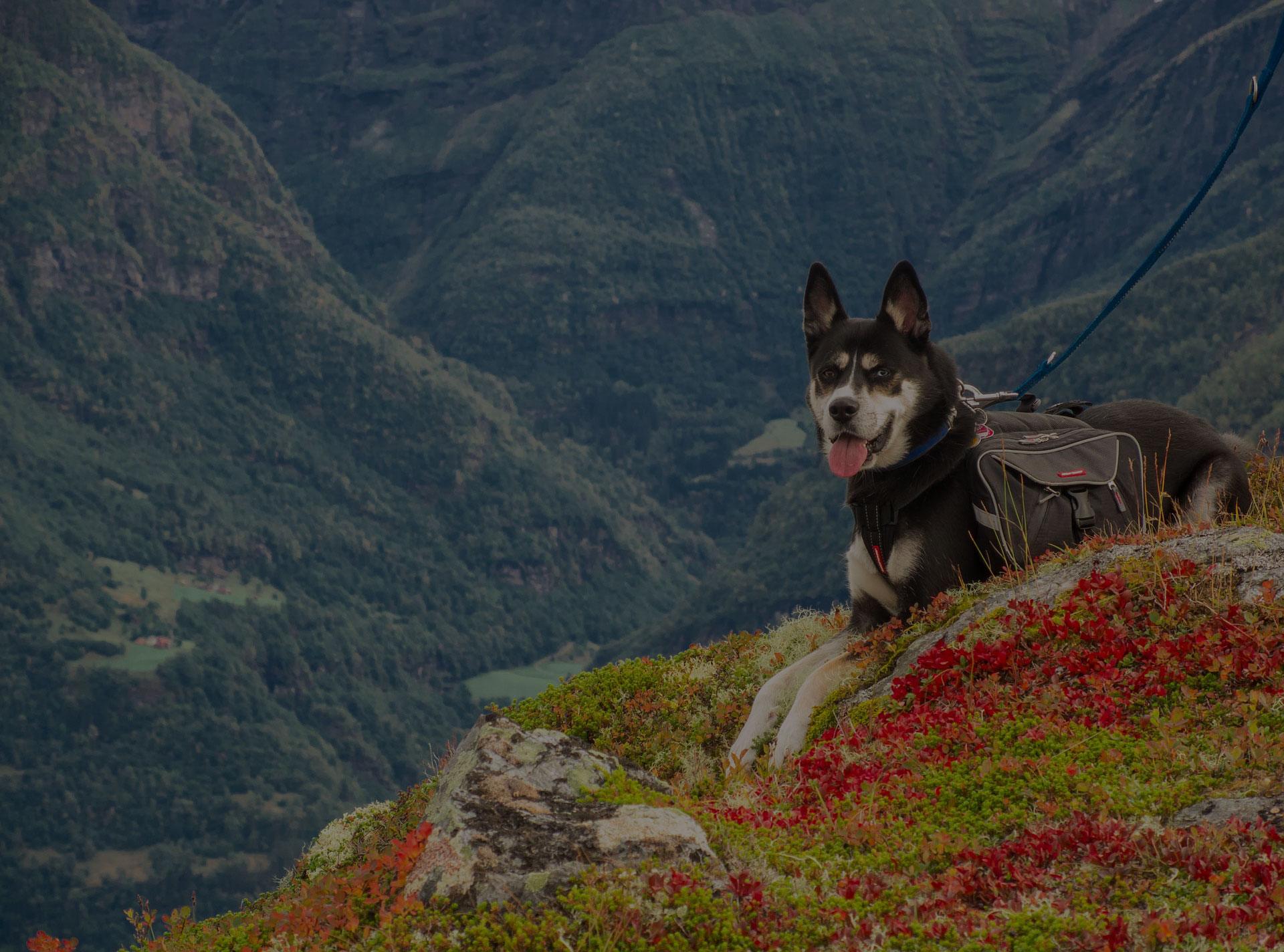 Dog Hiking sittin on hill