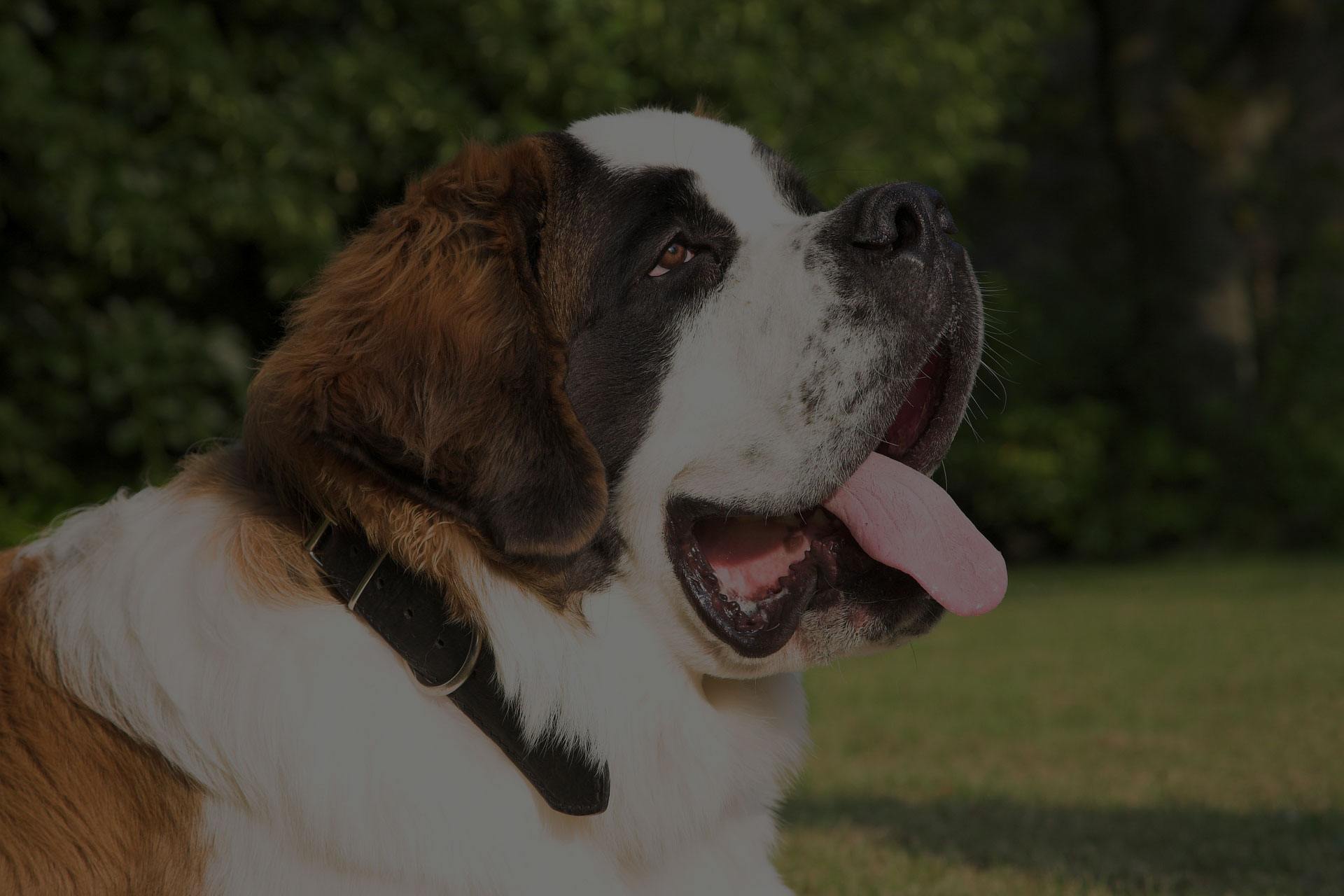 St. Bernard Portrait