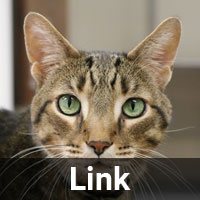 Link