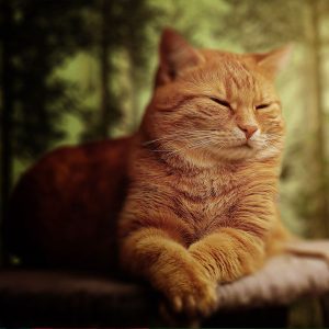 Golden Cat sleepy outside