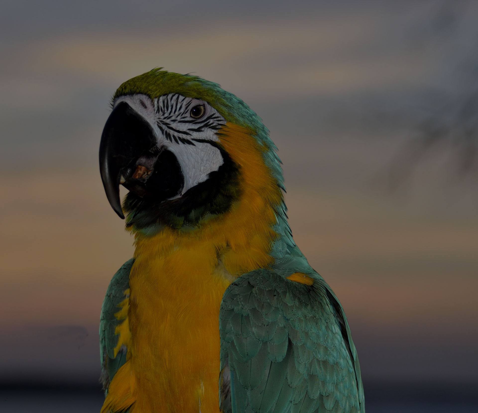 A beautiful bird Blue and Gold Macaw