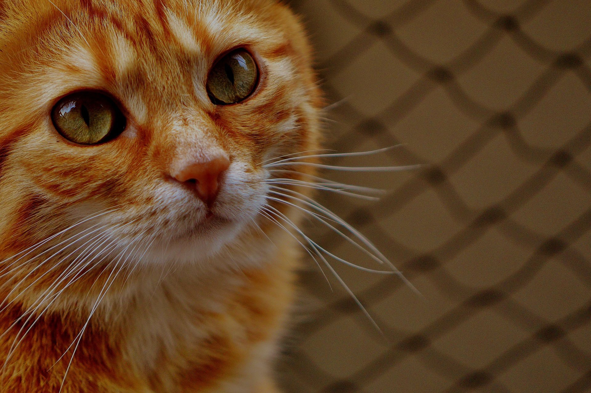 orange tabby cat