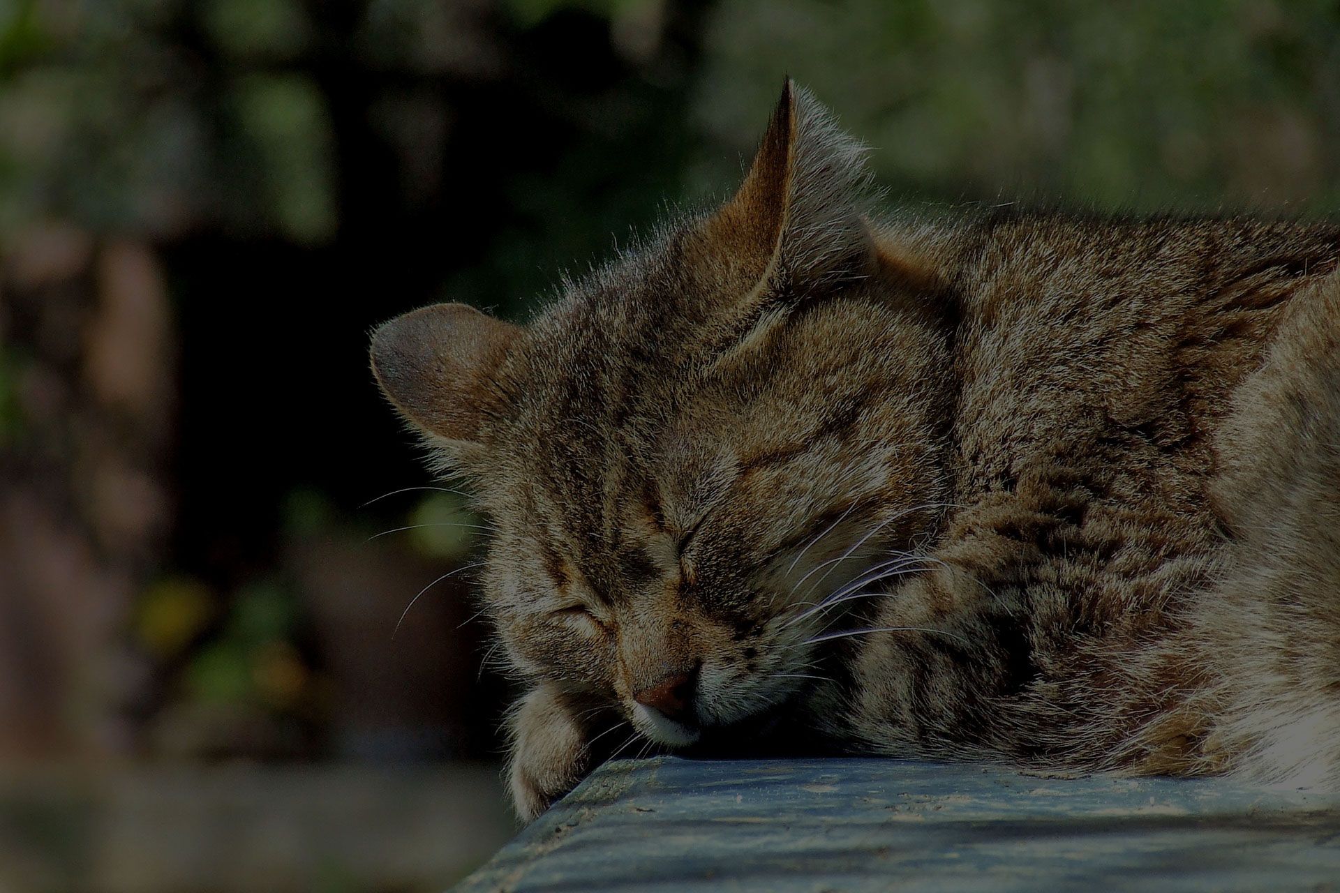 Cat sleeping outside
