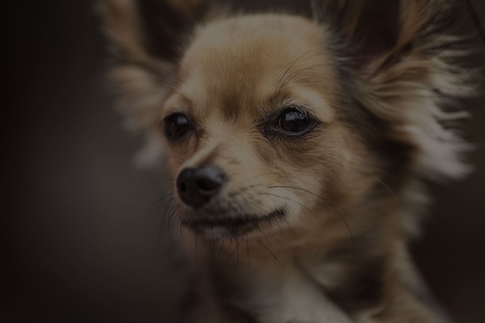 Calhoun Chihuahua Portrait