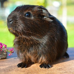 Guinea Pig