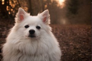 Fat white dog outside
