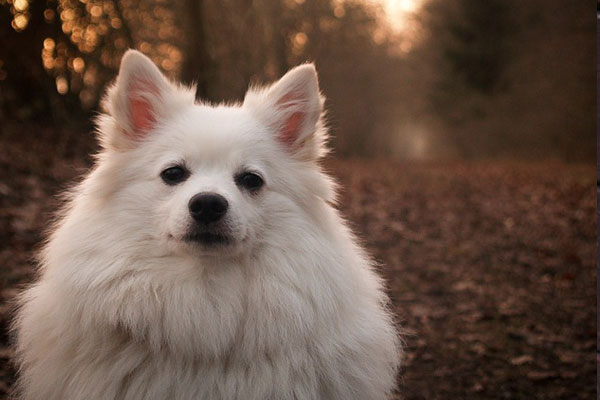 Radiology Fat white dog outside