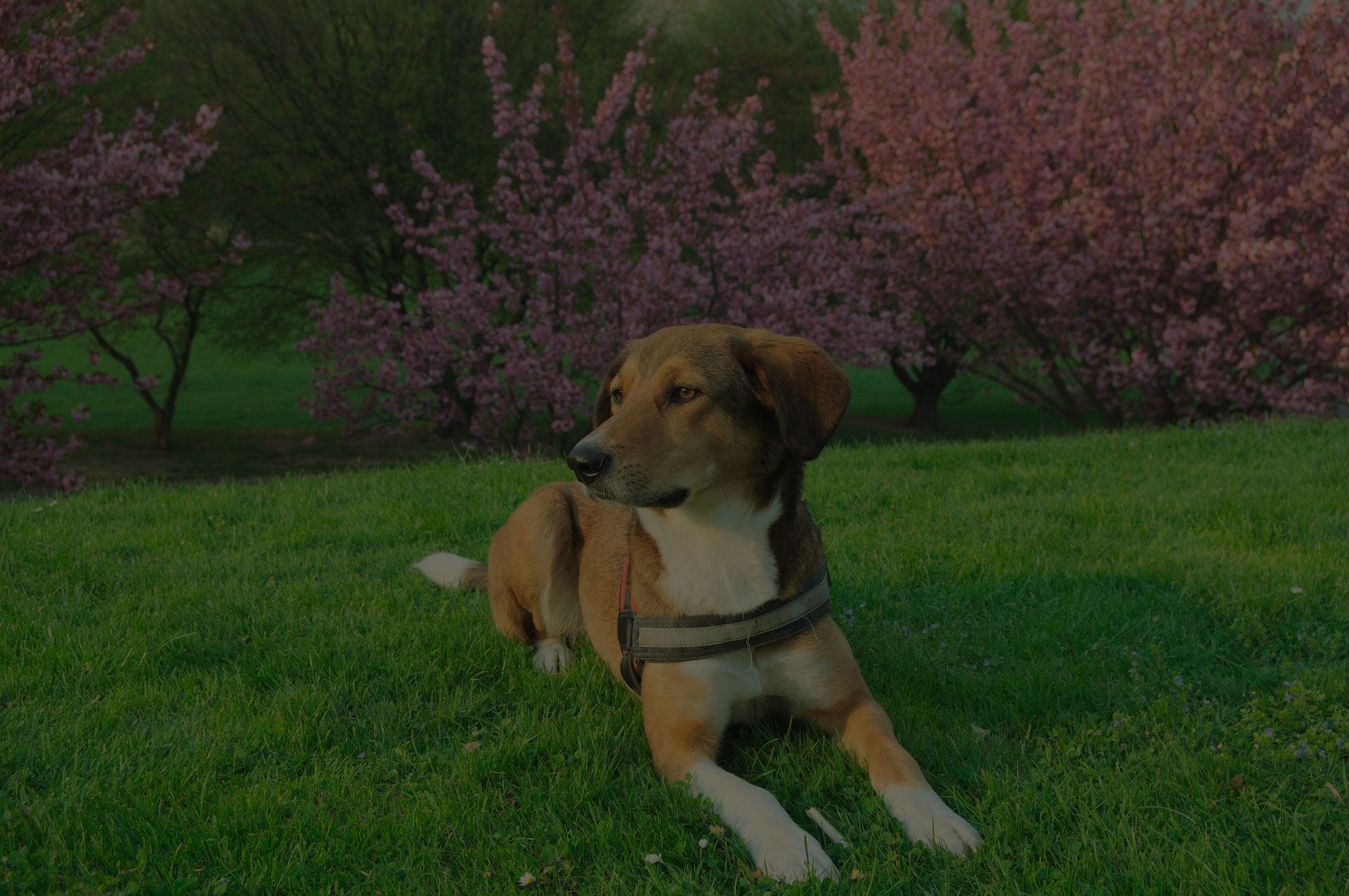 Dog sitting in the grass