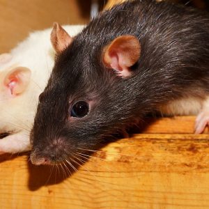 Rat curious