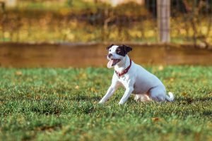 Dog playing outside on grass