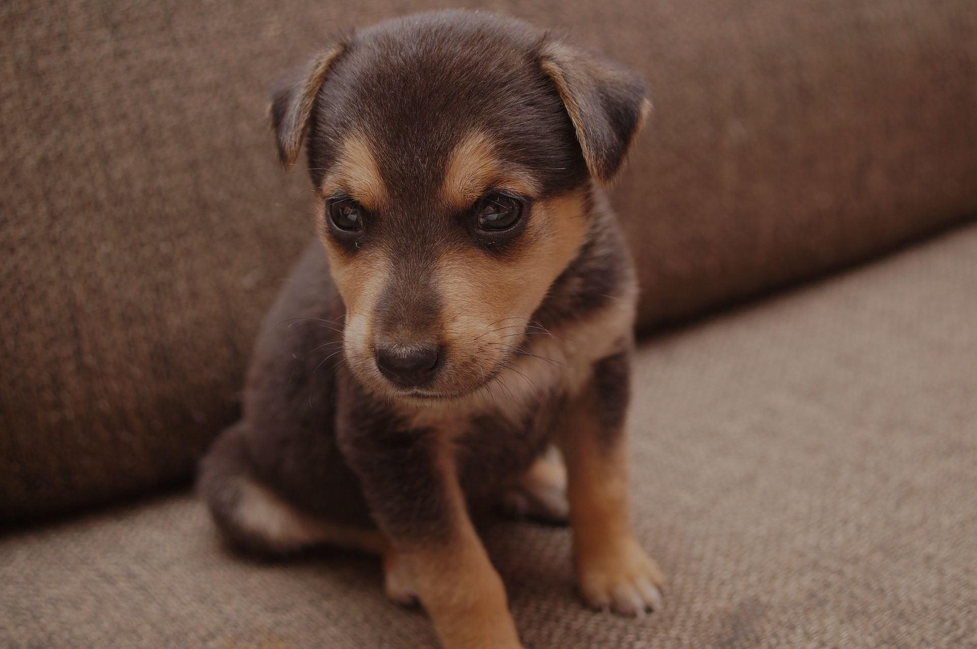 Brown puppy on sofa