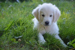 Cute white puppy in the grass