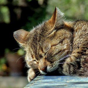 Cat sleeping outside