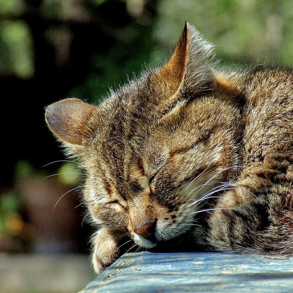 Cat sleeping outside