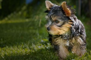 Yorkshire Terrier running on grass