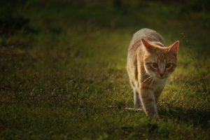 Red cat walking on the grass in summer
