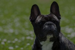 Cute french bulldog puppy standing in the garden
