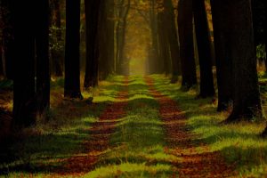 Path in forest
