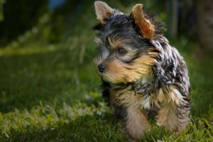 Yorkshire Terrier running on grass