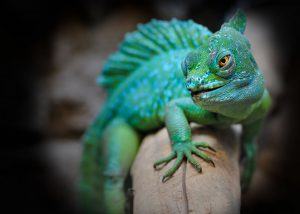colorful green lizard close-up