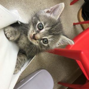 Cute Kitten playing