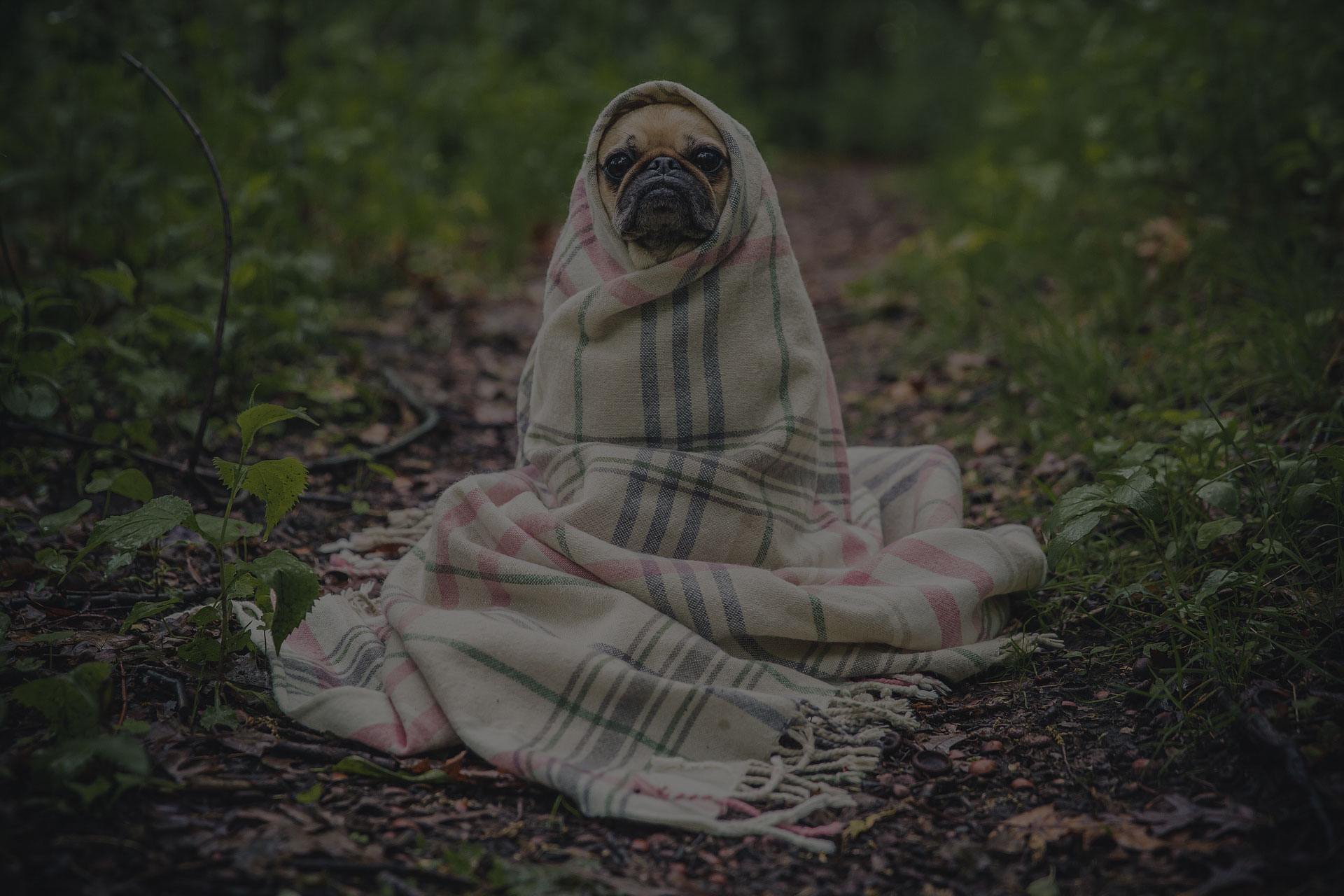 Cute puppy wrapped in blanket