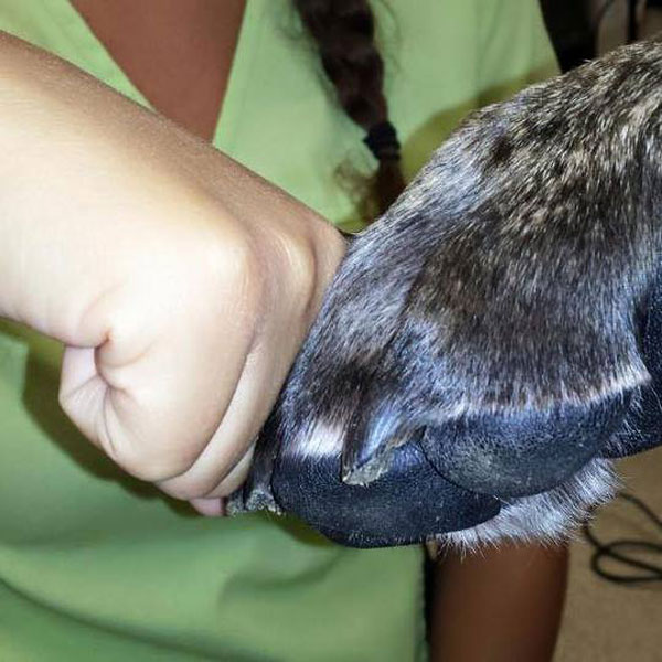 Fist bump girl and cat